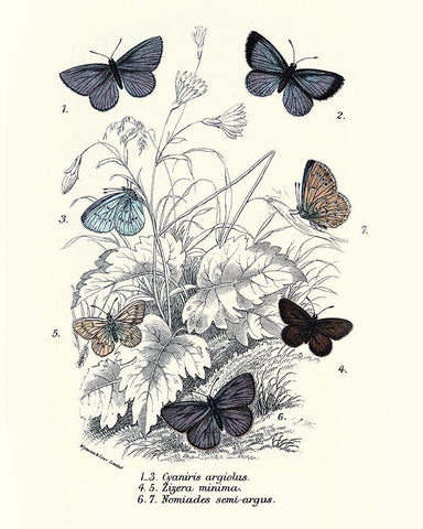 Planche Papillons 3 Black Ornate Wood Framed Art Print with Double Matting by BRAUN Studio