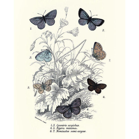 Planche Papillons 3 Black Modern Wood Framed Art Print by BRAUN Studio