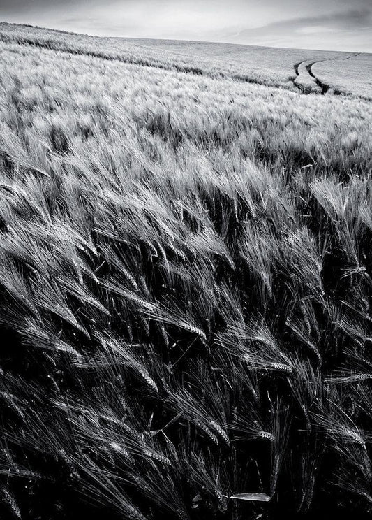 Image Only