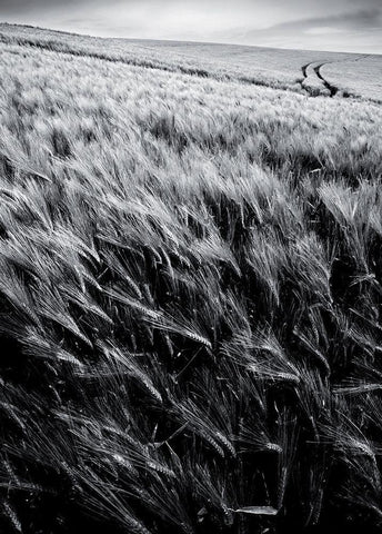 Dans le sens des epis White Modern Wood Framed Art Print with Double Matting by de Lattre, Pascal