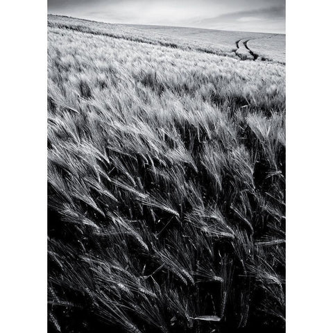 Dans le sens des epis Black Modern Wood Framed Art Print with Double Matting by de Lattre, Pascal