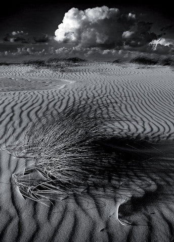 Mimetisme White Modern Wood Framed Art Print with Double Matting by de Lattre, Pascal