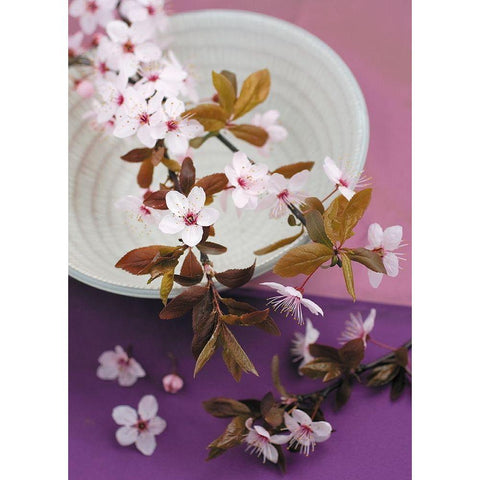 Composition Zen - Branche de Prunus sur coupe White Modern Wood Framed Art Print by Beyler, Catherine