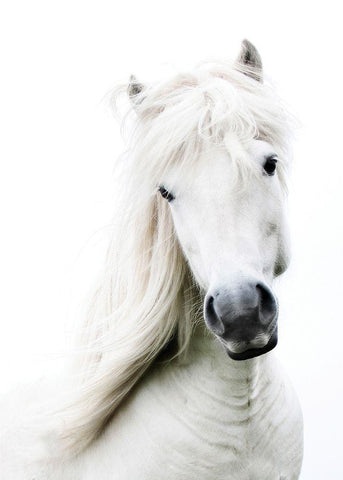 Crin Blanc Black Ornate Wood Framed Art Print with Double Matting by Blonde Attitude