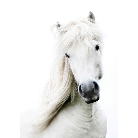 Crin Blanc Black Modern Wood Framed Art Print by Blonde Attitude