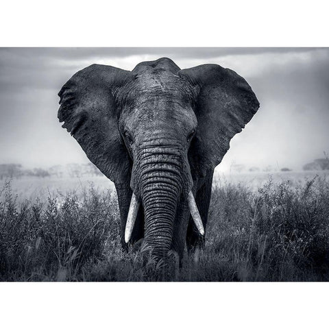 ElÃ©phant Black Modern Wood Framed Art Print with Double Matting by Braun Studio