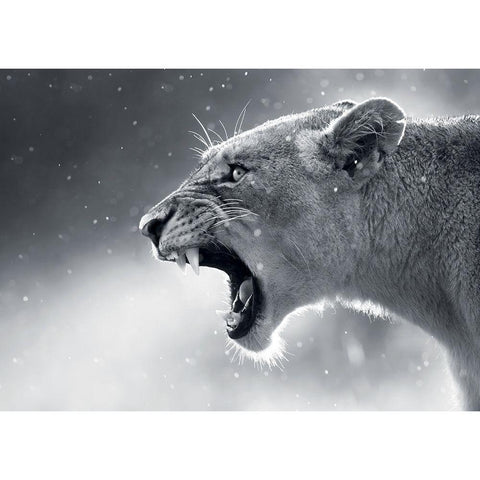 Lionne Black Modern Wood Framed Art Print with Double Matting by Braun Studio