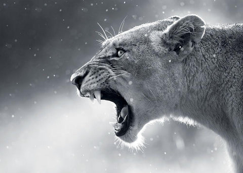 Lionne White Modern Wood Framed Art Print with Double Matting by Braun Studio