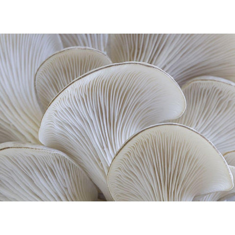 White blades mushroom White Modern Wood Framed Art Print by Braun Studio