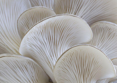 White blades mushroom White Modern Wood Framed Art Print with Double Matting by Braun Studio