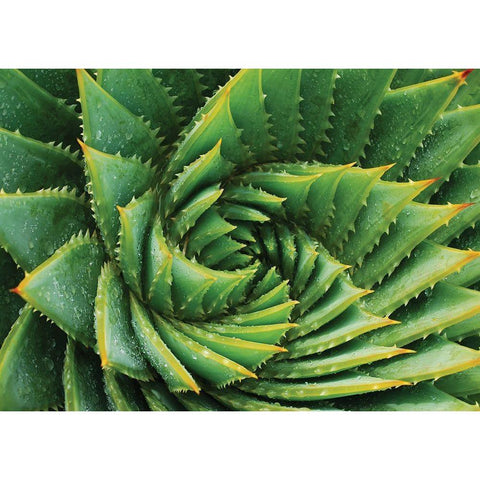 Vert de cactus Black Modern Wood Framed Art Print by Braun Studio