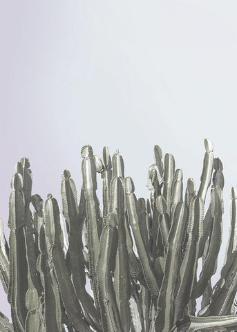 Cactus Cierges White Modern Wood Framed Art Print with Double Matting by Braun Studio