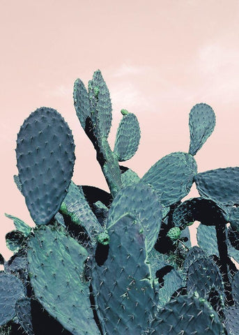 Cactus Raquettes White Modern Wood Framed Art Print with Double Matting by Braun Studio