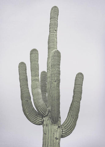 Cactus Totem Black Ornate Wood Framed Art Print with Double Matting by Braun Studio