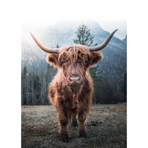 Highland Cow Black Modern Wood Framed Art Print with Double Matting by Braun Studio