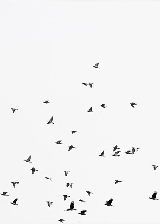 Image Only