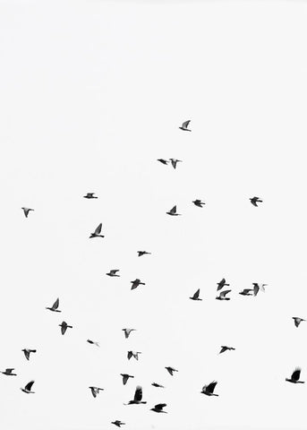 Squadron birds White Modern Wood Framed Art Print with Double Matting by Braun Studio