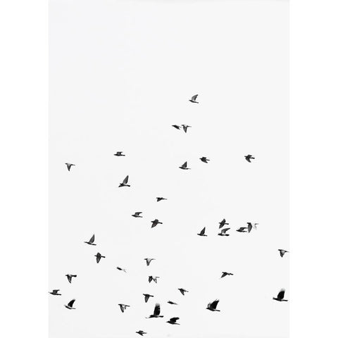 Squadron birds Black Modern Wood Framed Art Print by Braun Studio