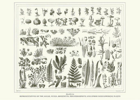 Planche Botanique 1 White Modern Wood Framed Art Print with Double Matting by BRAUN Studio