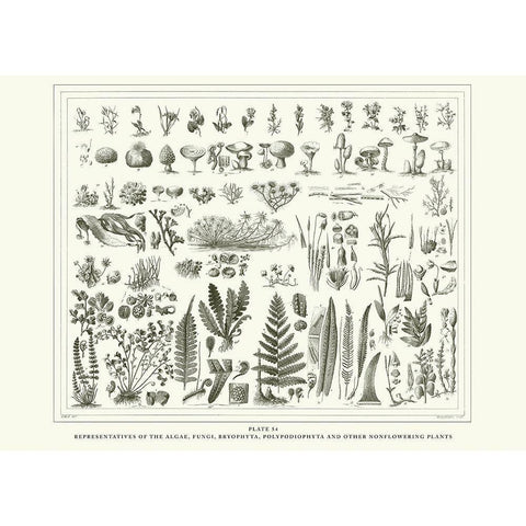 Planche Botanique 1 Gold Ornate Wood Framed Art Print with Double Matting by BRAUN Studio