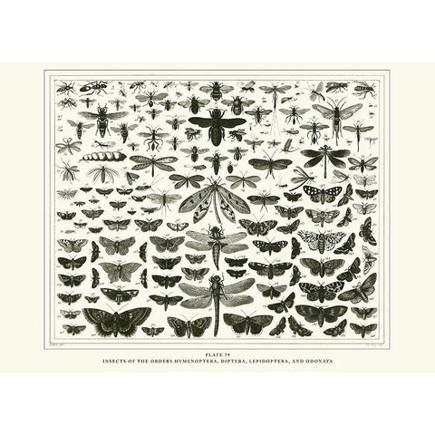 Planche Papillons 1 Black Modern Wood Framed Art Print by BRAUN Studio