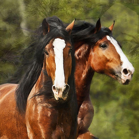 Two brown Horses Black Modern Wood Framed Art Print by Medeiros, Celito