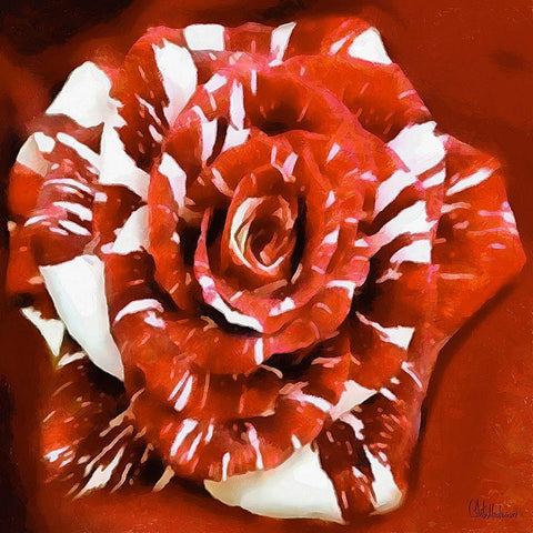 Rose in Red and White Colors Black Ornate Wood Framed Art Print with Double Matting by Medeiros, Celito