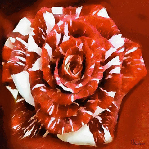 Rose in Red and White Colors Black Modern Wood Framed Art Print by Medeiros, Celito