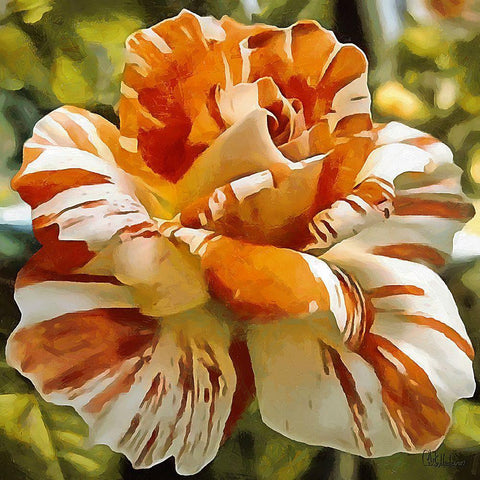 Rose in Orange and White Colors Black Ornate Wood Framed Art Print with Double Matting by Medeiros, Celito