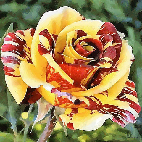 Rose in Yellow and Red Colors White Modern Wood Framed Art Print by Medeiros, Celito