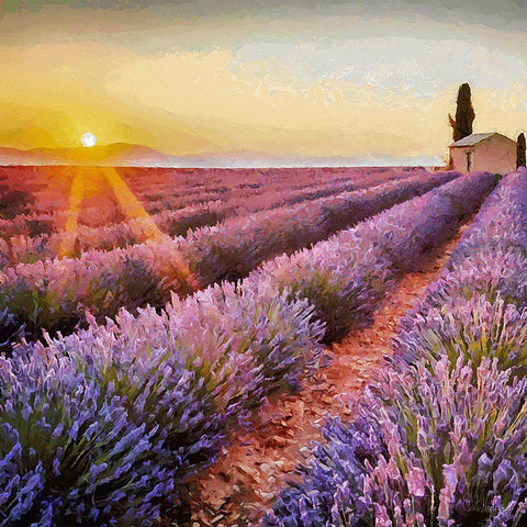 Lavender Field I White Modern Wood Framed Art Print by Medeiros, Celito