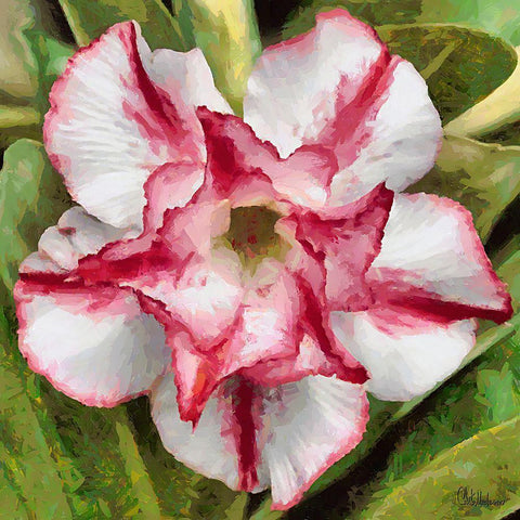 Orchids III White Modern Wood Framed Art Print with Double Matting by Medeiros, Celito