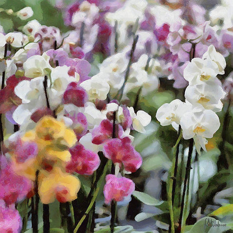 Orchids V Gold Ornate Wood Framed Art Print with Double Matting by Medeiros, Celito