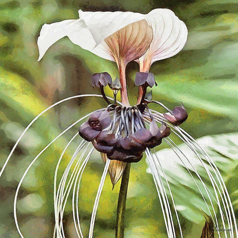 Orchids VII Black Ornate Wood Framed Art Print with Double Matting by Medeiros, Celito