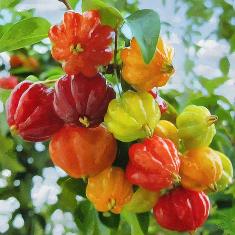 Exotic Fruit Black Modern Wood Framed Art Print with Double Matting by Medeiros, Celito