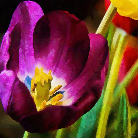 Purple Tulips White Modern Wood Framed Art Print by Medeiros, Celito