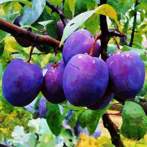 Ripe Plums Gold Ornate Wood Framed Art Print with Double Matting by Medeiros, Celito