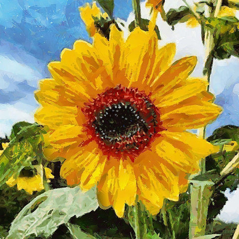 Big Sunflower White Modern Wood Framed Art Print with Double Matting by Medeiros, Celito