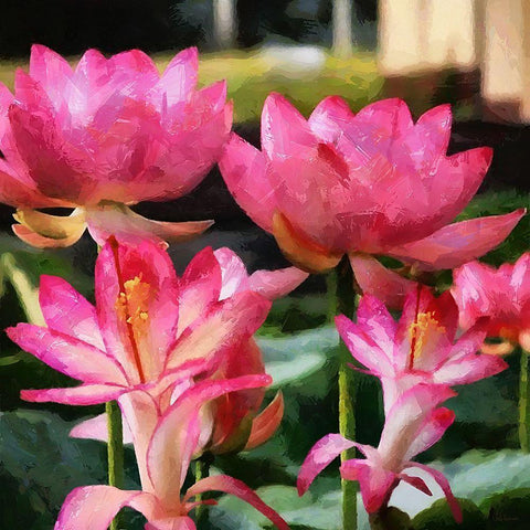 Pink Water Lillies Gold Ornate Wood Framed Art Print with Double Matting by Medeiros, Celito