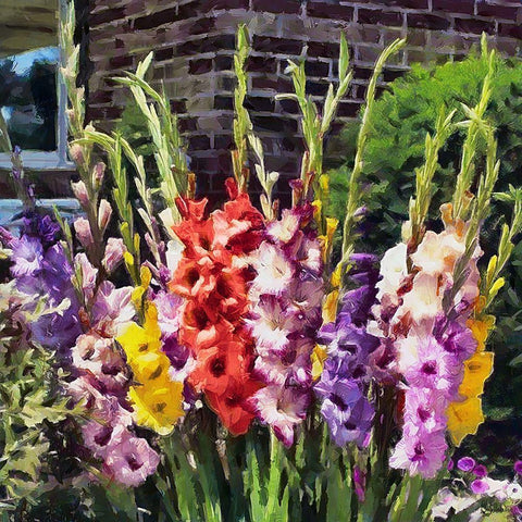 Gladiolus Black Modern Wood Framed Art Print by Medeiros, Celito