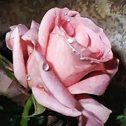 The Pink Rose White Modern Wood Framed Art Print by Medeiros, Celito