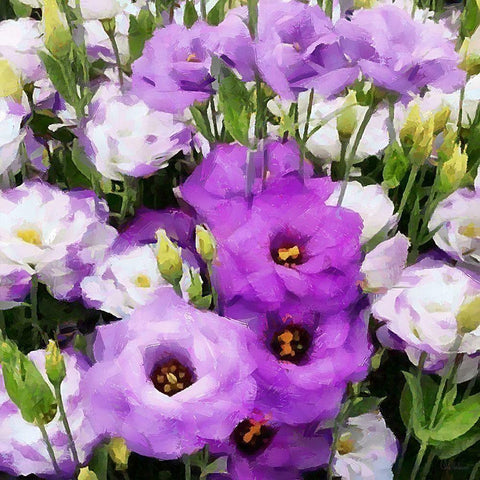 White and Purple Flowers White Modern Wood Framed Art Print by Medeiros, Celito