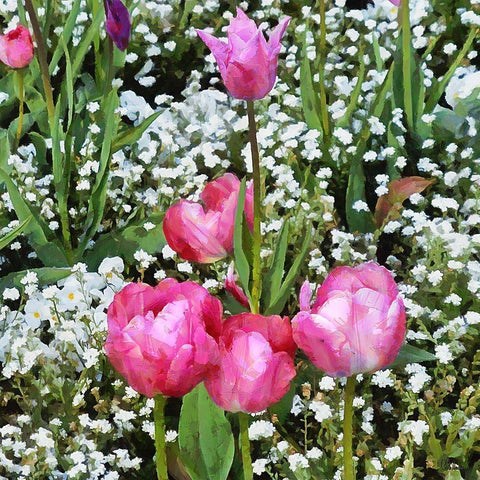 Pink Tulips in Garden Black Ornate Wood Framed Art Print with Double Matting by Medeiros, Celito