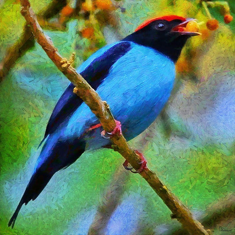 Blue Bird sing a Song Black Modern Wood Framed Art Print by Medeiros, Celito