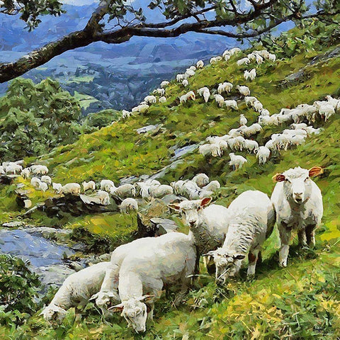 Sheeps on New Zealand White Modern Wood Framed Art Print by Medeiros, Celito