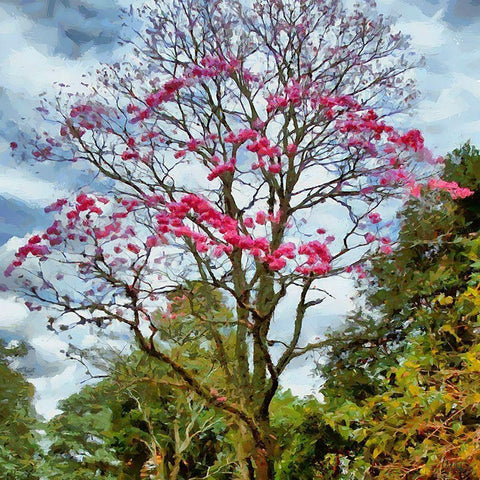Pink Flowering Tree White Modern Wood Framed Art Print with Double Matting by Medeiros, Celito