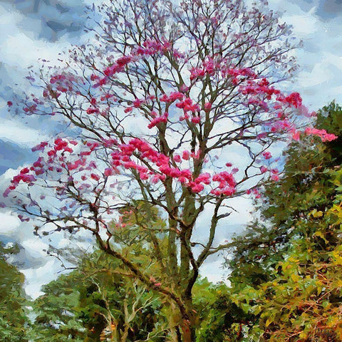 Pink Flowering Tree Black Modern Wood Framed Art Print by Medeiros, Celito