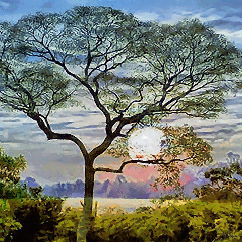 The Sunset behind the Tree Black Ornate Wood Framed Art Print with Double Matting by Medeiros, Celito