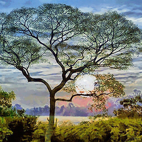 The Sunset behind the Tree Black Modern Wood Framed Art Print by Medeiros, Celito