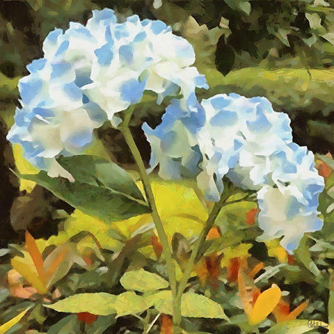Blue Hydrangea Black Modern Wood Framed Art Print by Medeiros, Celito